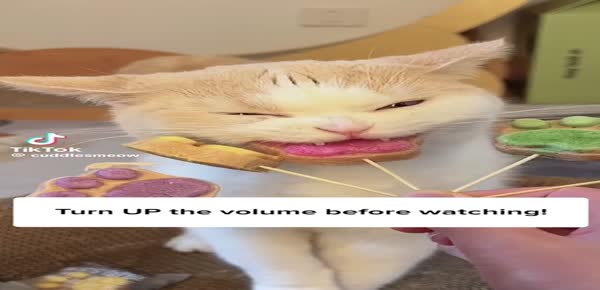 پت شاپ سزار 