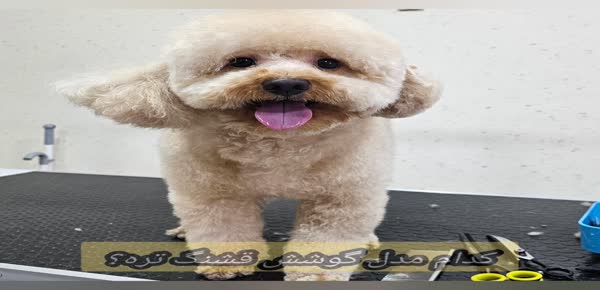 پت استایلس بوشهر