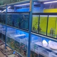 اکواریوم سیلور