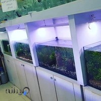 آکواریوم دیواری پلنت گیاه طبیعی پرشین