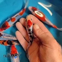 سالن پرورش ماهی پرشین