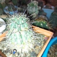 مهسان کاکتوس