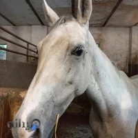 باشگاه سوارکاری ثقفی