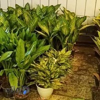 گلفروشی خانه گل_محمدی