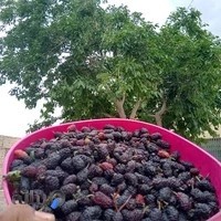 تعميرگاه مركزي يخچال حاج حسين جمشيدي
