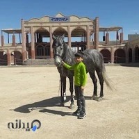 مجموع پرورش اسب طوفان کیانی