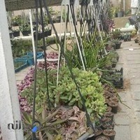 گلفروشی مانیا(معصومی