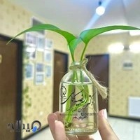 مطب دندانپزشکی دکتر راضیه کمالی