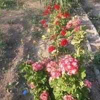 مشاور املاک ریحانی