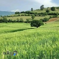 بیمه دانا کامیاران