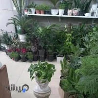 گلسرای پتوس
