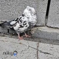 پرنده سرای عارف