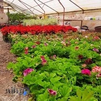 گلخانه اسدپور