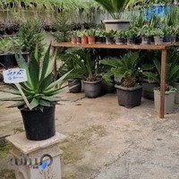 نمایشگاه گل و گیاه عبدالمحمدی