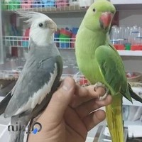 پرنده سرای محسن
