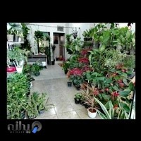 گل آپارتمانی شهر گل