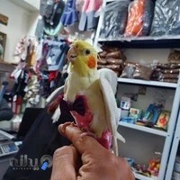 کلینیک دامپزشکی نوین