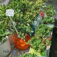 گل سفیر سبز