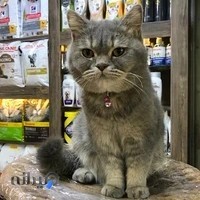 Paw Pet