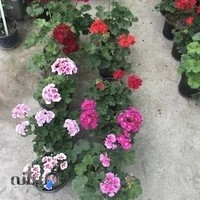 گلخانه افرا، فروش گلهای آپارتمانی و فصلی