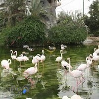 باغ پرندگان