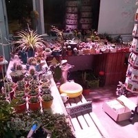 فروشگاه گل و گياه ولیعصر