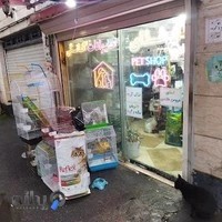 پرنده فروشی رشت کاکاتیل