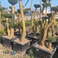 گل فروشی باغ ملک