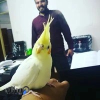 کلینیک اختصاصی پرندگان مهر