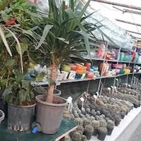 باغ کاکتوس علی