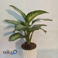 فروشگاه آنلاین گل و گیاه وطن گل