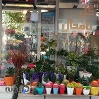 گل و گیاه انگور