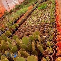 تولیدی گل و گیاه ماهان سپاهان