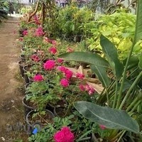 گل وگیاه سرو فکری