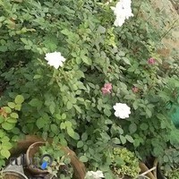 گل و گیاه سلطانیان