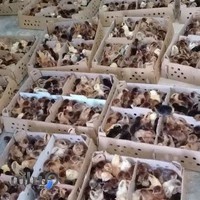 فروش جوجه یک روزه تقوی