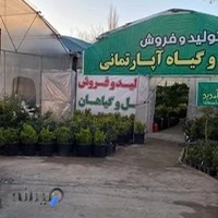 Flower Market