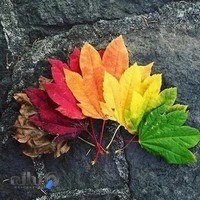 مصالح فروشی اسمعیل قاضی زاده