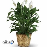 Mahdegol Garden Center