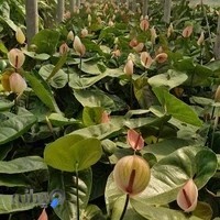 پرورش گل و گیاه دهقان