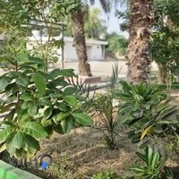 پیش دبستانی و دبستان غیردولتی دخترانه ایرانیان