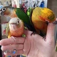 پرنده فروشی دهکده منقار کج ها | Anzali parrot saloon