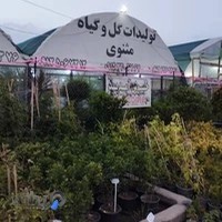 تولیدات گل مثنوی | کشاورزی هلیاد