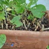 گل باغ ونوس