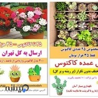 کاکتوس کده