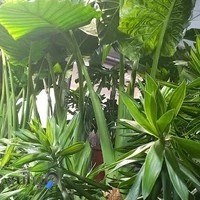 گل فروشی زندگی سبز