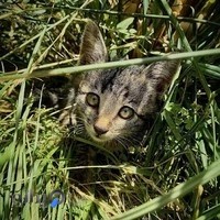 کلینیک اختصاصی حیوانات خانگی آفتاب