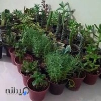 دبستان غیردولتی پسرانه شهدای موتلفه اسلامی