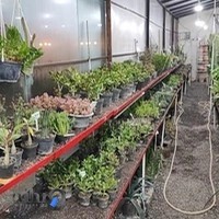 گالری گل وگیاه سنبل
