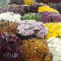 گل گیاه دهقانی